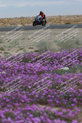 media/Jan-14-2023-SoCal Trackdays (Sat) [[497694156f]]/Turn 14 Exit Bloomig (145pm)/